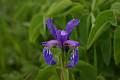 F23 iris_latifolia de veronique wattiaux 